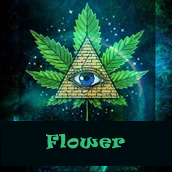 thc kush buds flower delivery